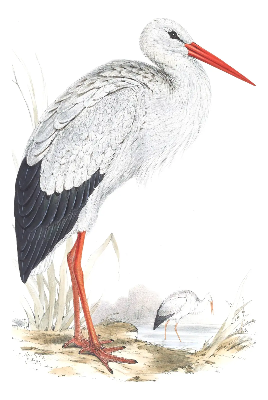 Plate 283 of Gould's The Birds of Europe: White Stork (Ciconia ciconia)