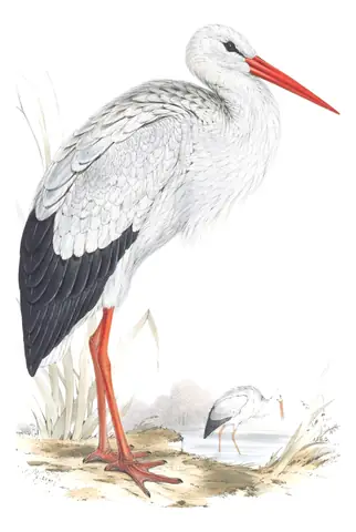 Plate 283 of Gould's The Birds of Europe: White Stork (Ciconia ciconia)