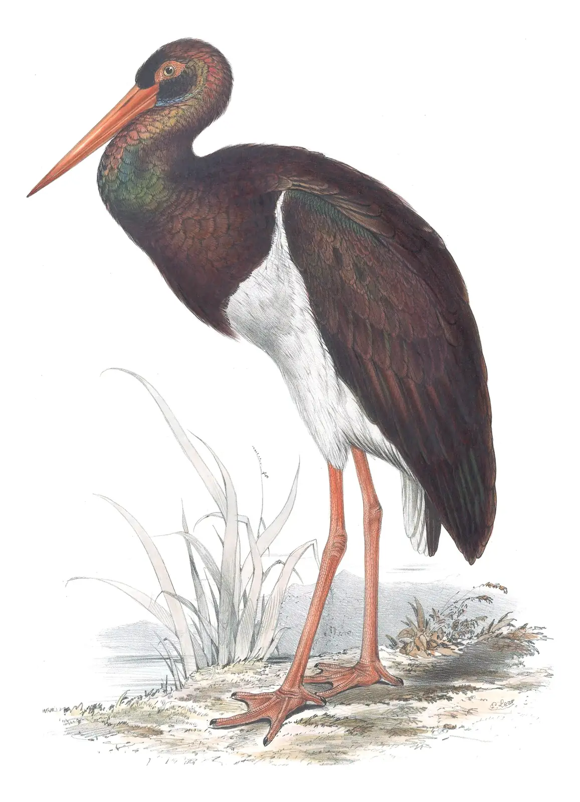 Plate 284 of Gould's The Birds of Europe: Black Stork (Ciconia nigra)