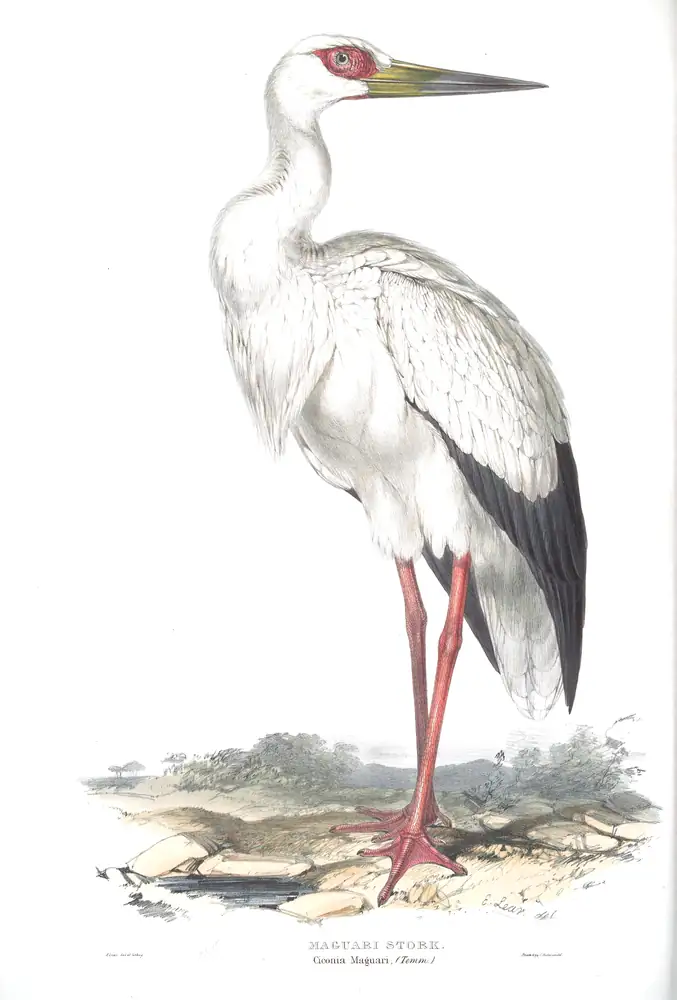The whole sheet of plate 285, with its engraved caption