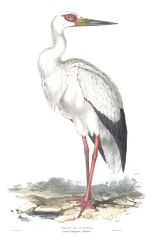Plate 285 of Gould's The Birds of Europe: Maguari Stork (Ciconia maguari)