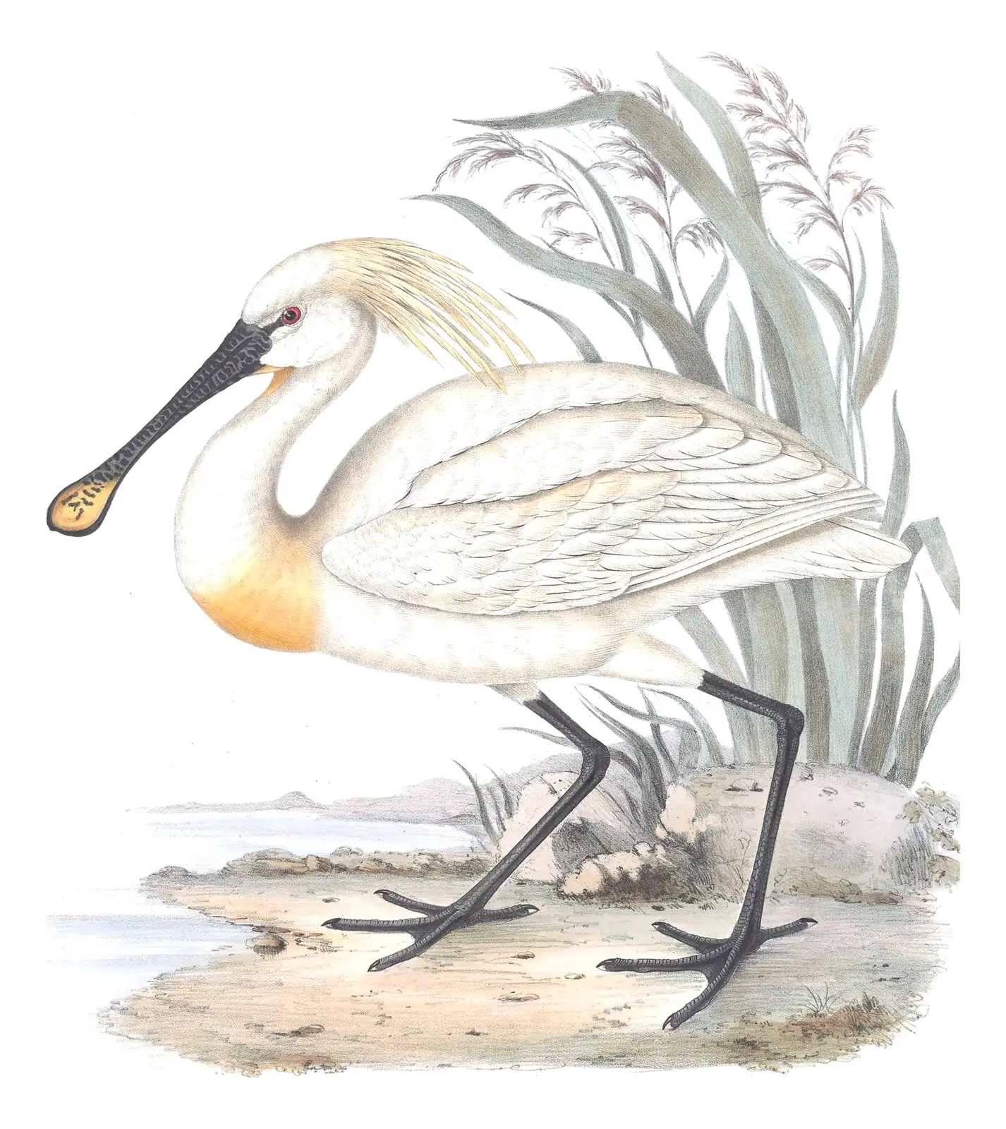 Plate 286 of Gould's The Birds of Europe: Eurasian Spoonbill (Platalea leucorodia)
