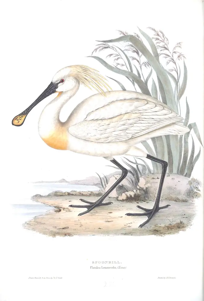 The whole sheet of plate 286, with its engraved caption
