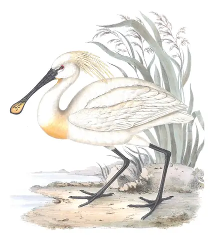 Plate 286 of Gould's The Birds of Europe: Eurasian Spoonbill (Platalea leucorodia)