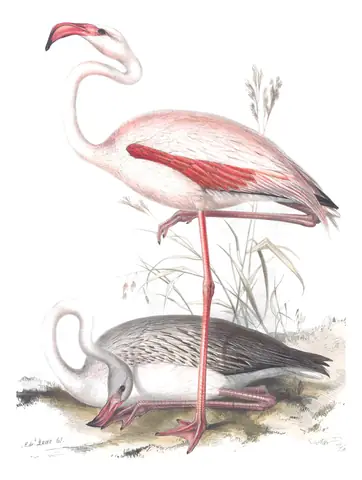 Plate 287 of Gould's The Birds of Europe: Greater Flamingo (Phoenicopterus roseus)