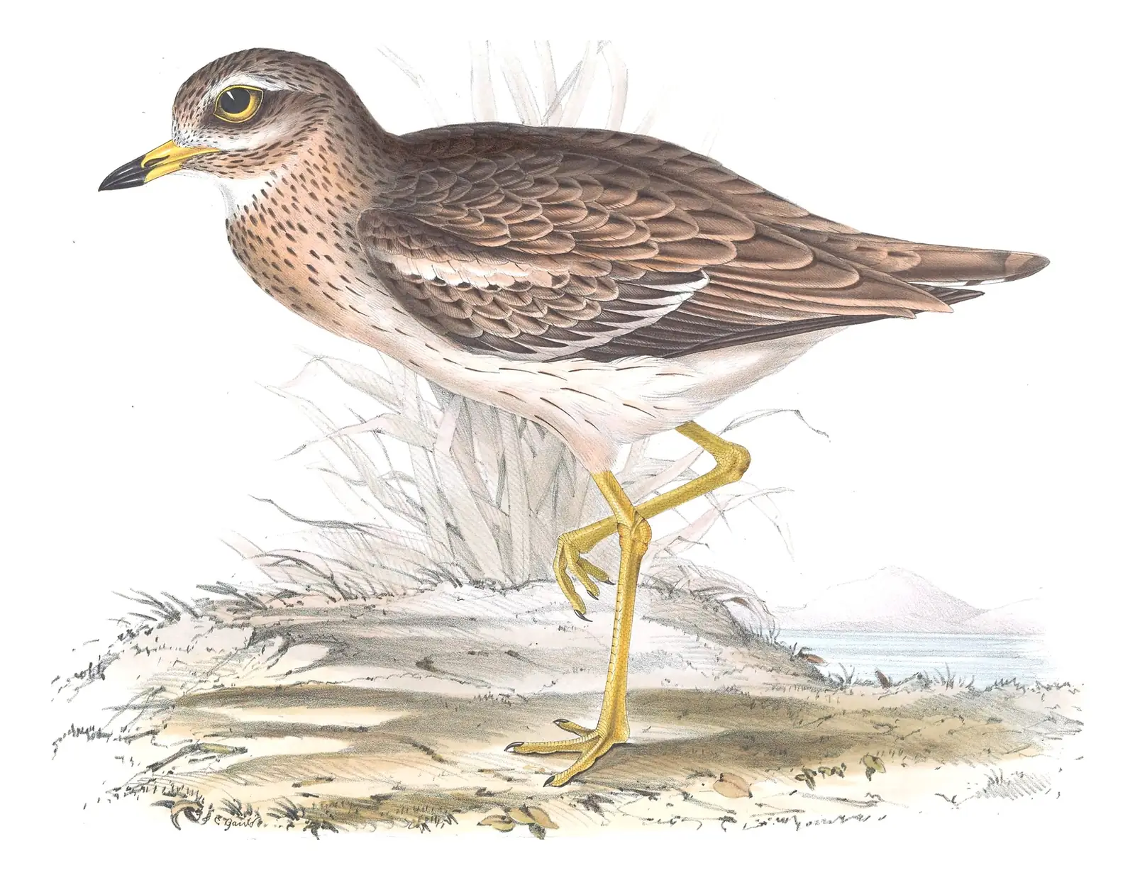 Plate 288 of Gould's The Birds of Europe: Eurasian Thick-knee (Burhinus oedicnemus)