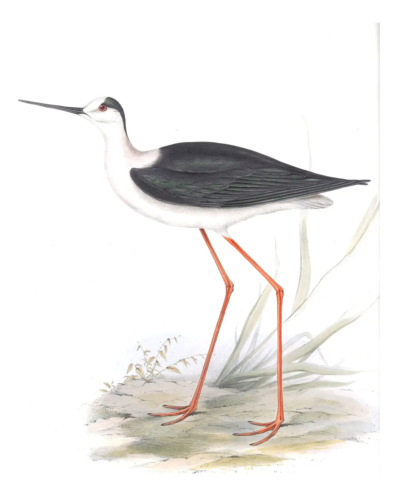 Plate 289 of Gould's The Birds of Europe: Black-winged Stilt (Himantopus himantopus)
