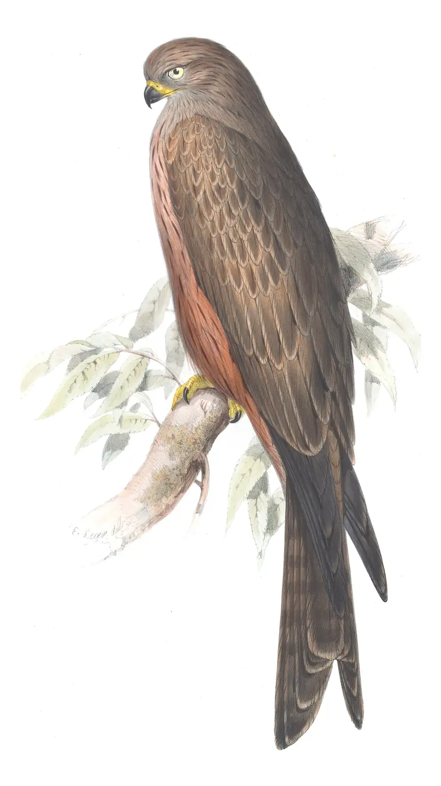 Plate 29 of Gould's The Birds of Europe: Black Kite (Milvus migrans)
