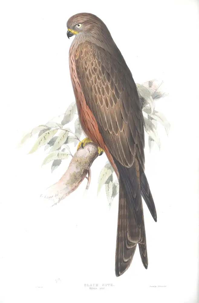 The whole sheet of plate 29, with its engraved caption