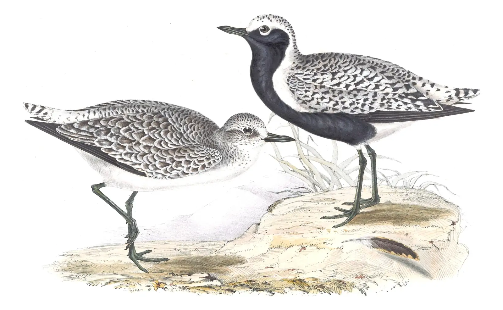 Plate 290 of Gould's The Birds of Europe: Black-bellied Plover (Pluvialis squatarola)
