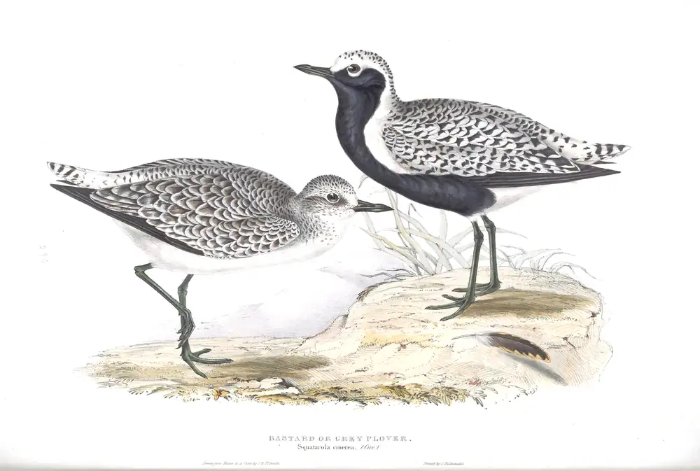 The whole sheet of plate 290, with its engraved caption