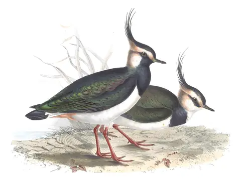 Plate 291 of Gould's The Birds of Europe: Northern Lapwing (Vanellus vanellus)