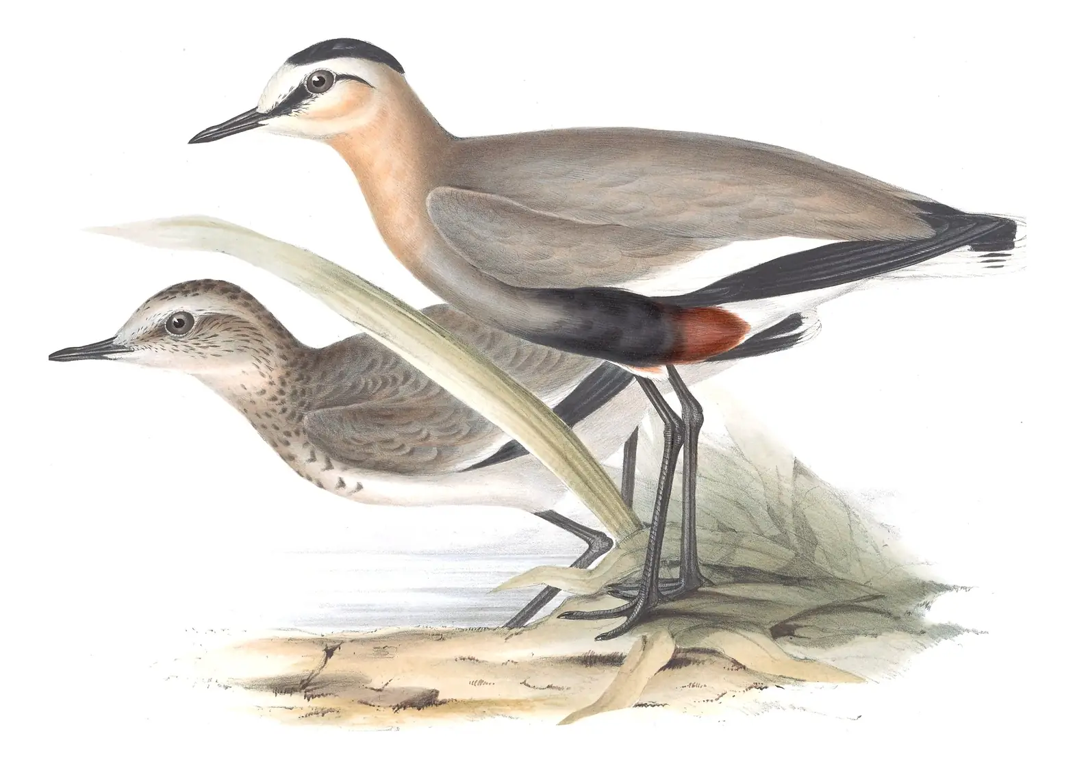 Plate 292 of Gould's The Birds of Europe: Sociable Lapwing (Vanellus gregarius)