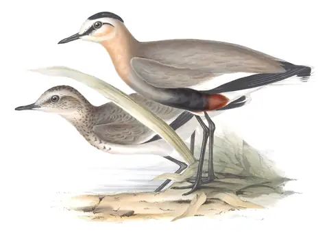Plate 292 of Gould's The Birds of Europe: Sociable Lapwing (Vanellus gregarius)