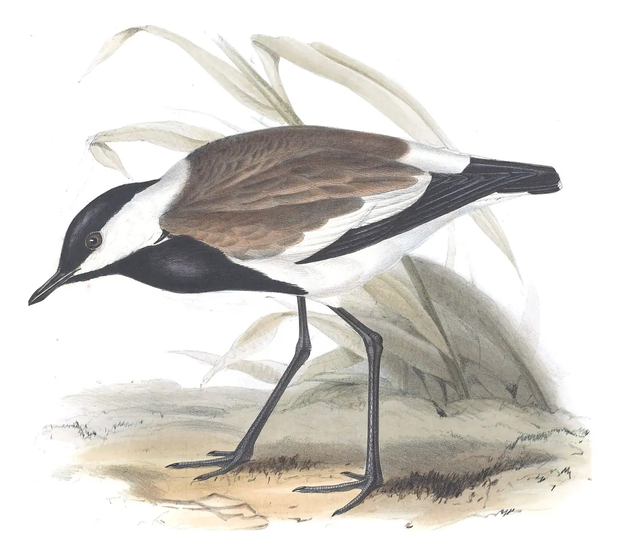Plate 293 of Gould's The Birds of Europe: Spur-winged Lapwing (Vanellus spinosus)