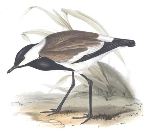 Plate 293 of Gould's The Birds of Europe: Spur-winged Lapwing (Vanellus spinosus)