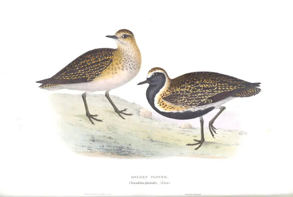 The whole sheet of plate 294, with its engraved caption