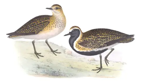 Plate 294 of Gould's The Birds of Europe: European Golden-Plover (Pluvialis apricaria)