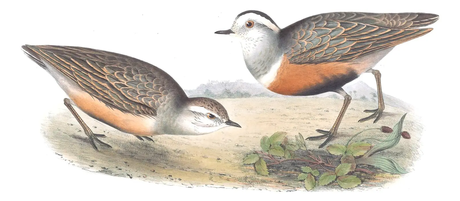 Plate 295 of Gould's The Birds of Europe: Eurasian Dotterel (Eudromias morinellus)