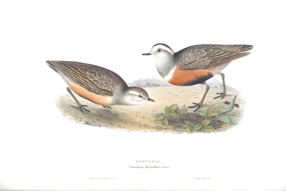 The whole sheet of plate 295, with its engraved caption