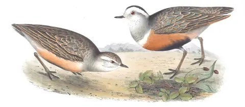 Plate 295 of Gould's The Birds of Europe: Eurasian Dotterel (Eudromias morinellus)