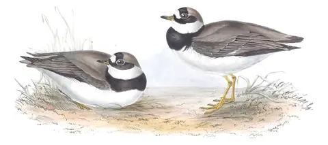 Plate 296 of Gould's The Birds of Europe: Common Ringed Plover (Charadrius hiaticula)