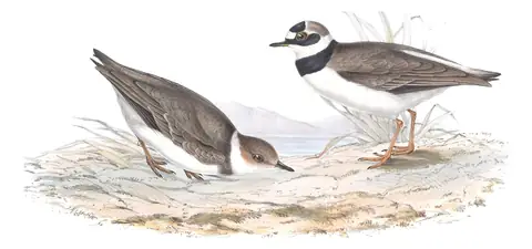 Plate 297 of Gould's The Birds of Europe: Little Ringed Plover (Thinornis dubius)