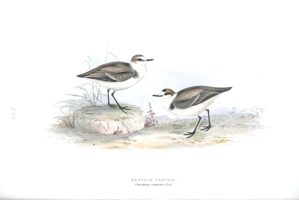 The whole sheet of plate 298, with its engraved caption