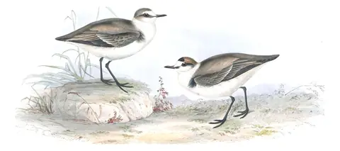 Plate 298 of Gould's The Birds of Europe: Kentish Plover (Anarhynchus alexandrinus)