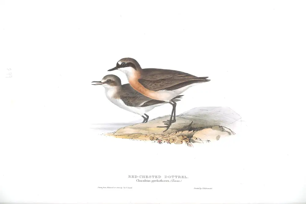 The whole sheet of plate 299, with its engraved caption