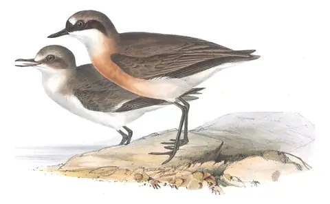 Plate 299 of Gould's The Birds of Europe: Tibetan Sand-Plover (Anarhynchus atrifrons)