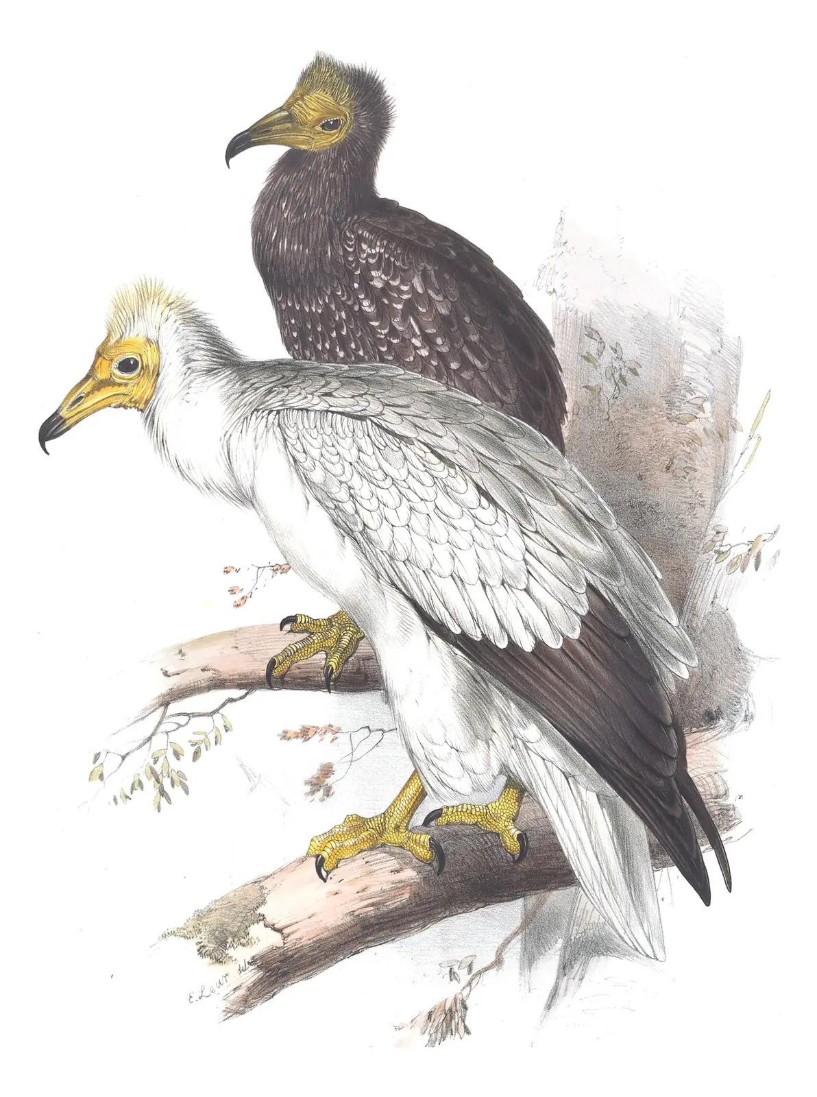 Plate 3 of Gould's The Birds of Europe: Egyptian Vulture (Neophron percnopterus)