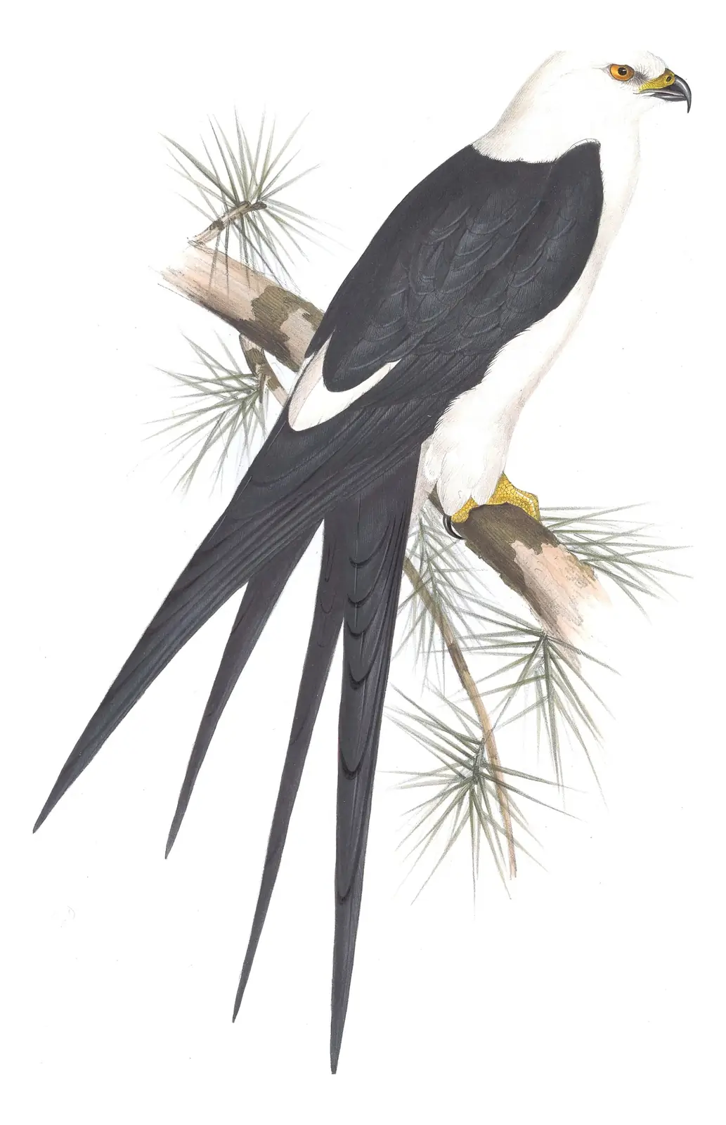 Plate 30 of Gould's The Birds of Europe: Swallow-tailed Kite (Elanoides forficatus)