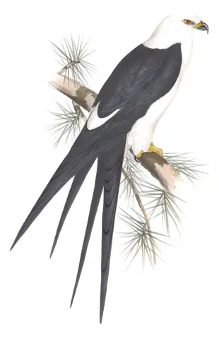 Plate 30 of Gould's The Birds of Europe: Swallow-tailed Kite (Elanoides forficatus)
