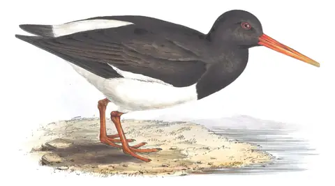 Plate 300 of Gould's The Birds of Europe: Eurasian Oystercatcher (Haematopus ostralegus)