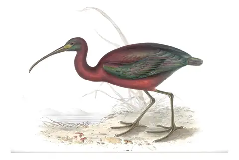 Plate 301 of Gould's The Birds of Europe: Glossy Ibis (Plegadis falcinellus)