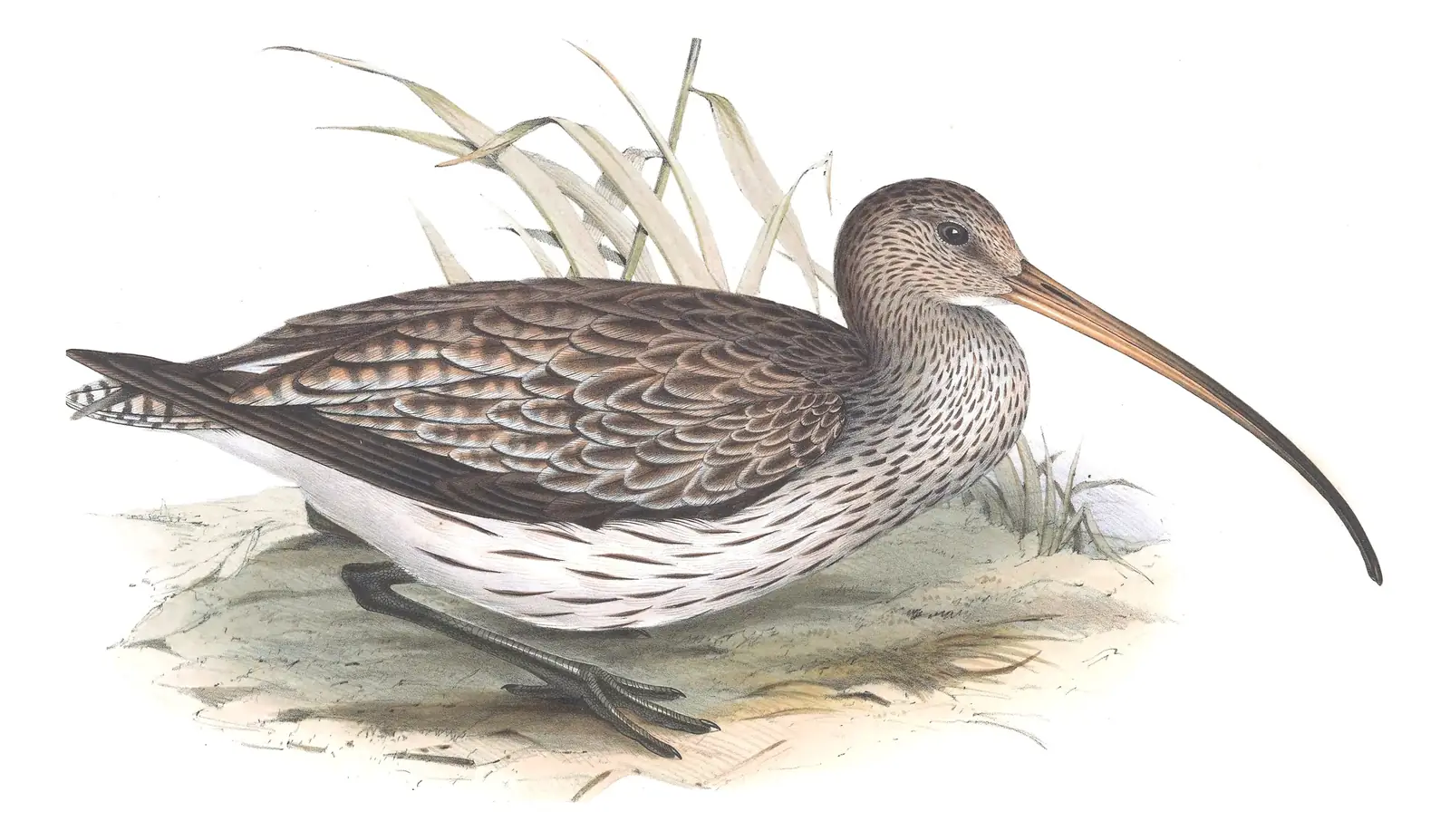 Plate 302 of Gould's The Birds of Europe: Eurasian Curlew (Numenius arquata)