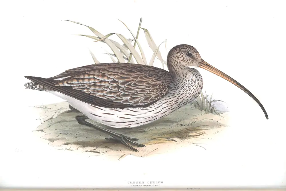 The whole sheet of plate 302, with its engraved caption