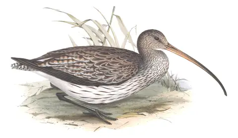 Plate 302 of Gould's The Birds of Europe: Eurasian Curlew (Numenius arquata)