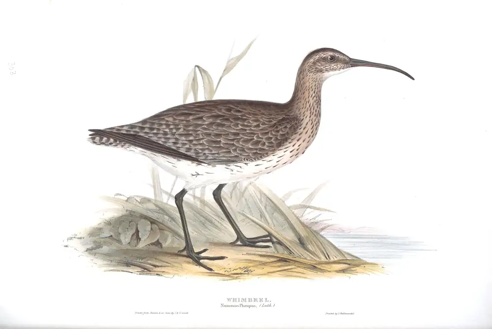 The whole sheet of plate 303, with its engraved caption