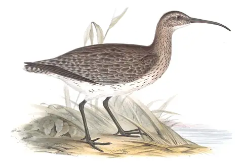 Plate 303 of Gould's The Birds of Europe: Eurasian Whimbrel (Numenius phaeopus)