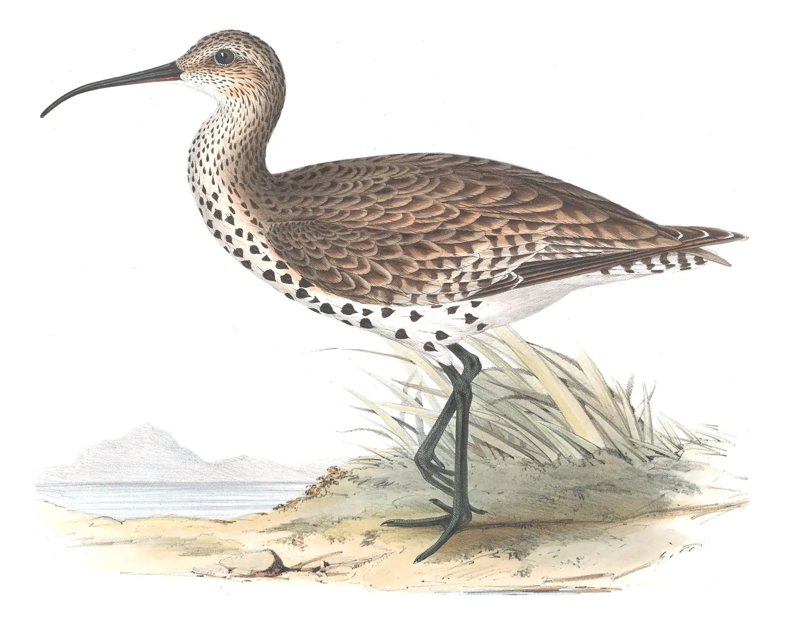Plate 304 of Gould's The Birds of Europe: Slender-billed Curlew (Numenius tenuirostris)