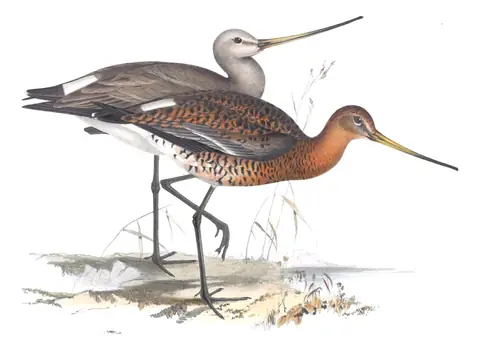 Plate 305 of Gould's The Birds of Europe: Black-tailed Godwit (Limosa limosa)