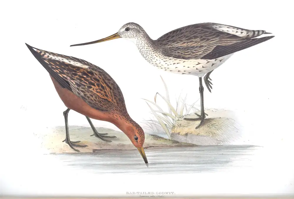 The whole sheet of plate 306, with its engraved caption