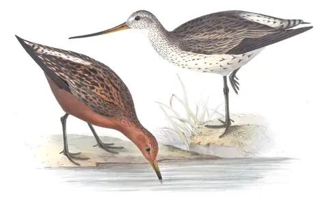 Plate 306 of Gould's The Birds of Europe: Bar-tailed Godwit (Limosa lapponica)