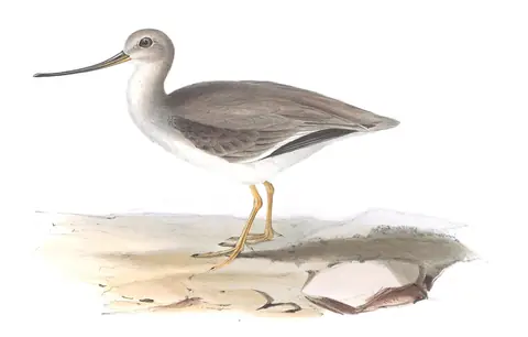 Plate 307 of Gould's The Birds of Europe: Terek Sandpiper (Xenus cinereus)