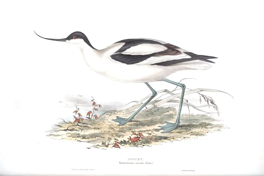 The whole sheet of plate 308, with its engraved caption