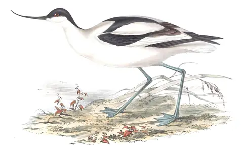 Plate 308 of Gould's The Birds of Europe: Pied Avocet (Recurvirostra avosetta)