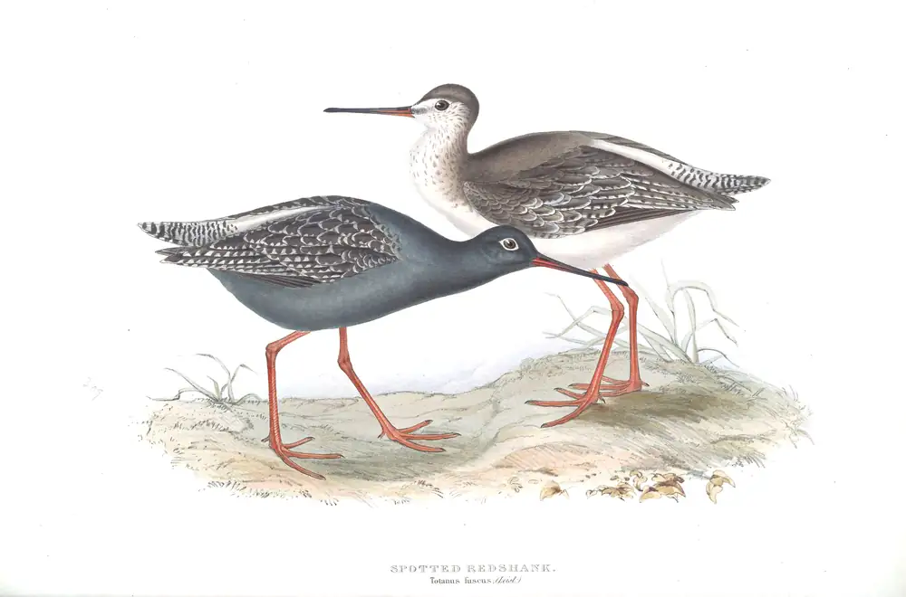 The whole sheet of plate 309, with its engraved caption