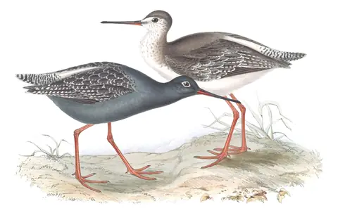 Plate 309 of Gould's The Birds of Europe: Spotted Redshank (Tringa erythropus)